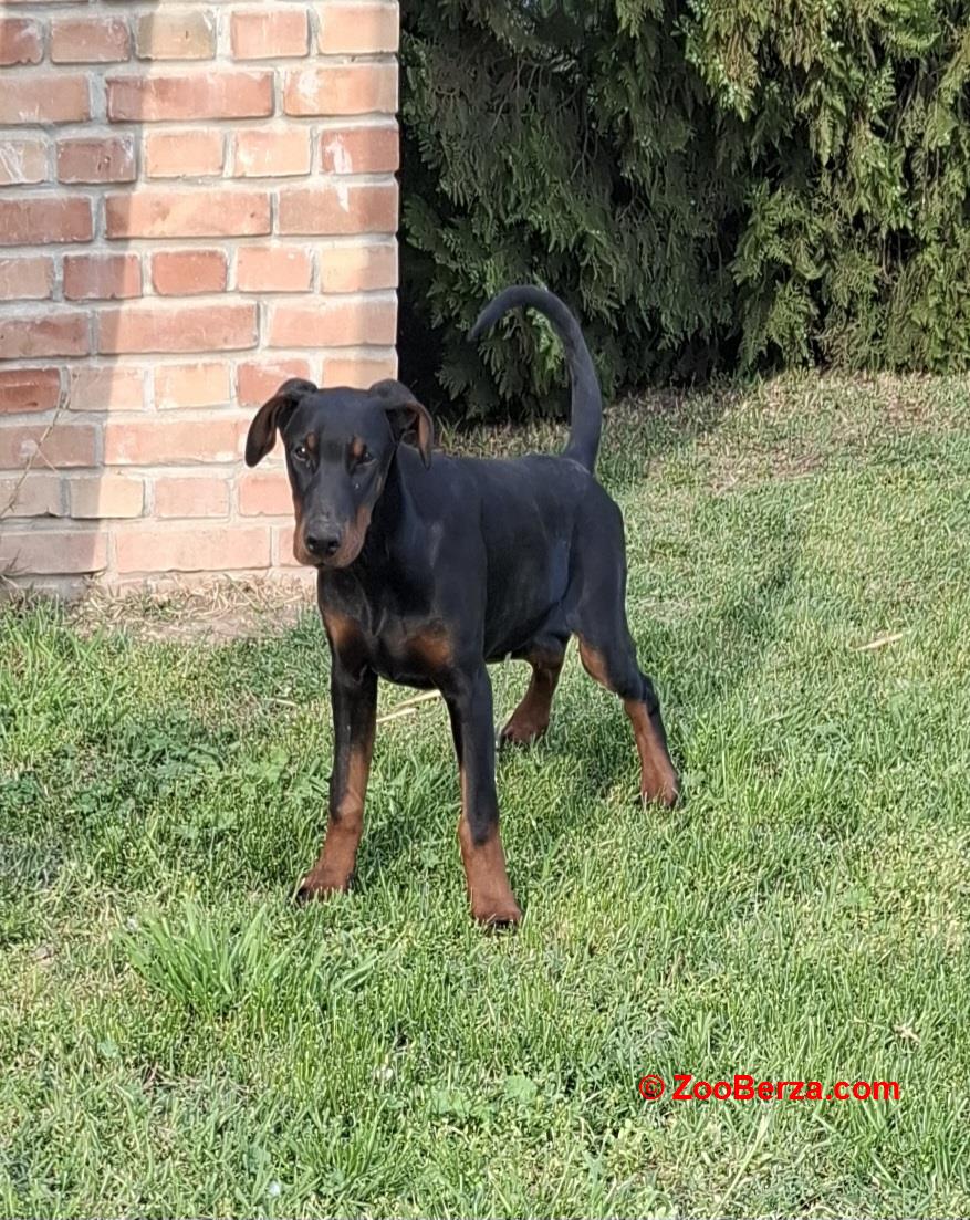 Doberman