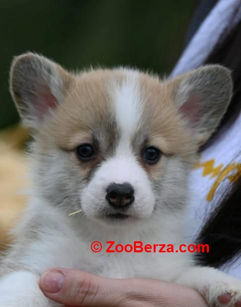 Velški korgi Welsh Corgi Pembroke