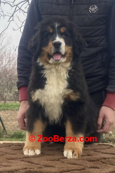 Ženka bernskog planinskog psa