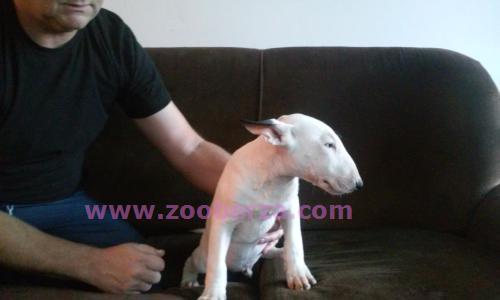 Bull terrier stenad