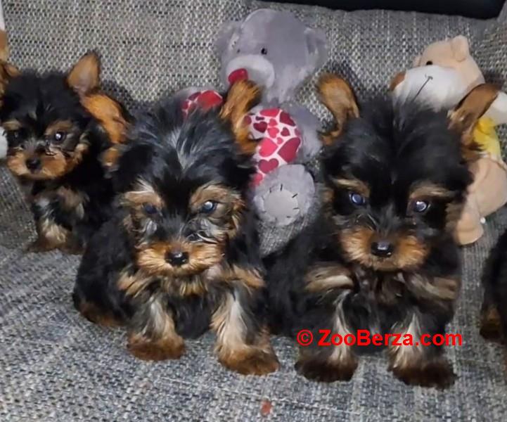 Jorksirski terijer stenci