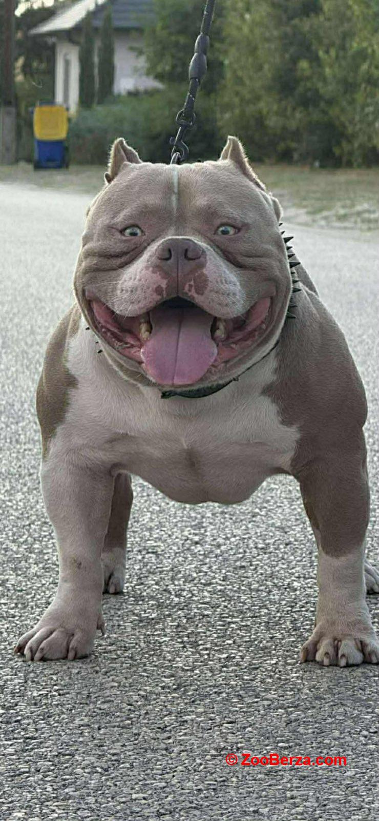 American bully pocket lilac štenci