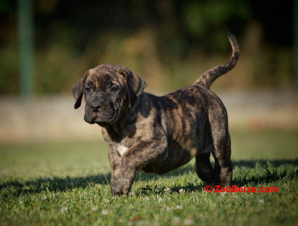 Na prodaju stenci Presa Canario 