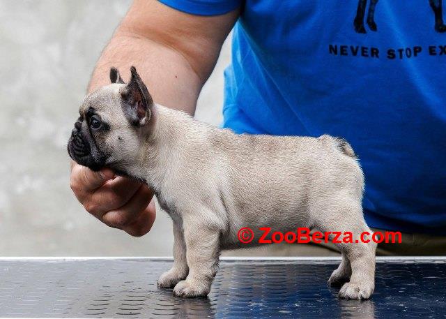 Francuski buldog, štenci