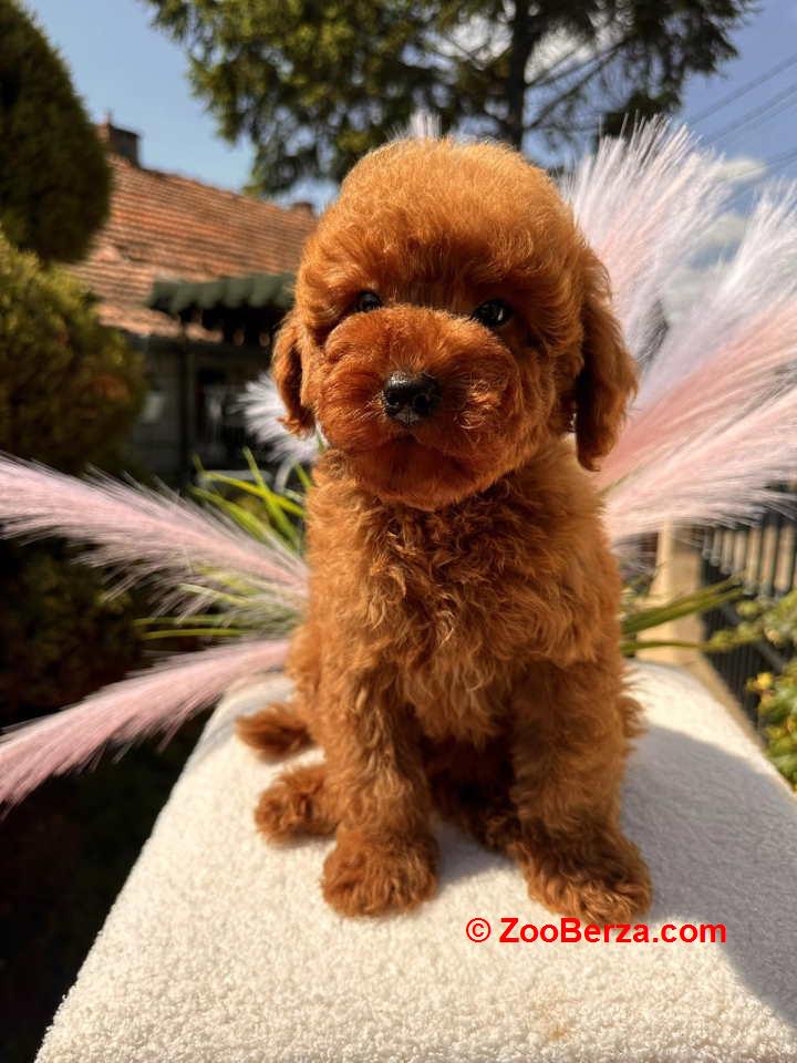 Crvene toy PUDLE 