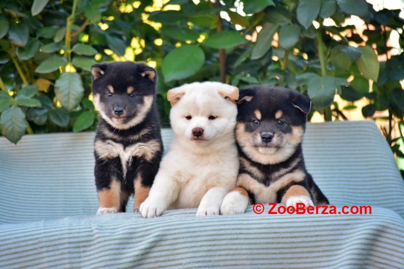 Shiba Inu / Šiba inu, štenci