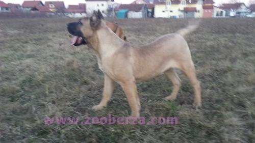 Dogo Canario