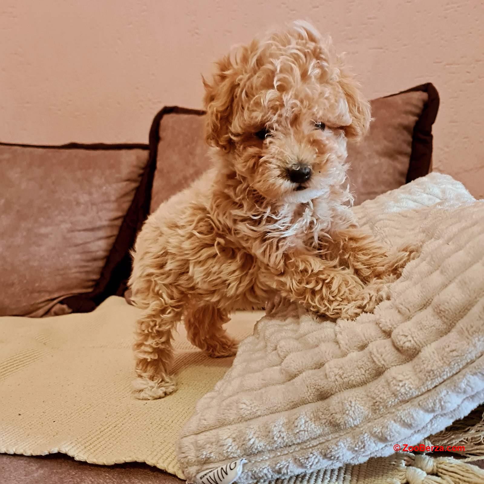 Maltipoo štenci