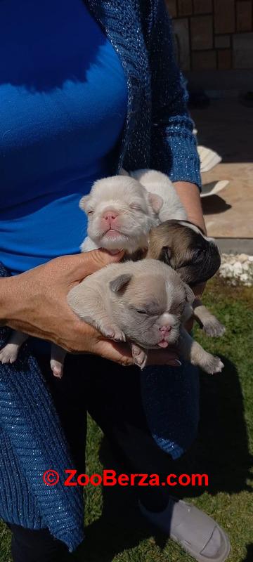 Francuski buldog štenci dugodlaki,"fluffy"