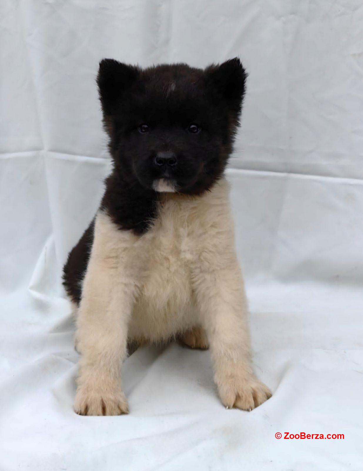 Americka Akita