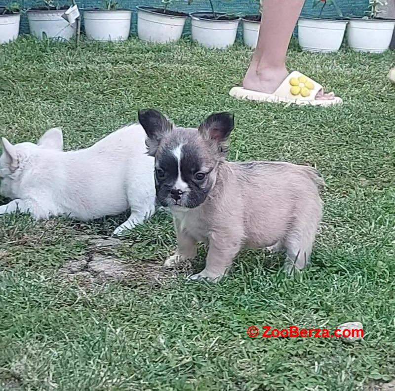 Francuski buldog stenci fluffy