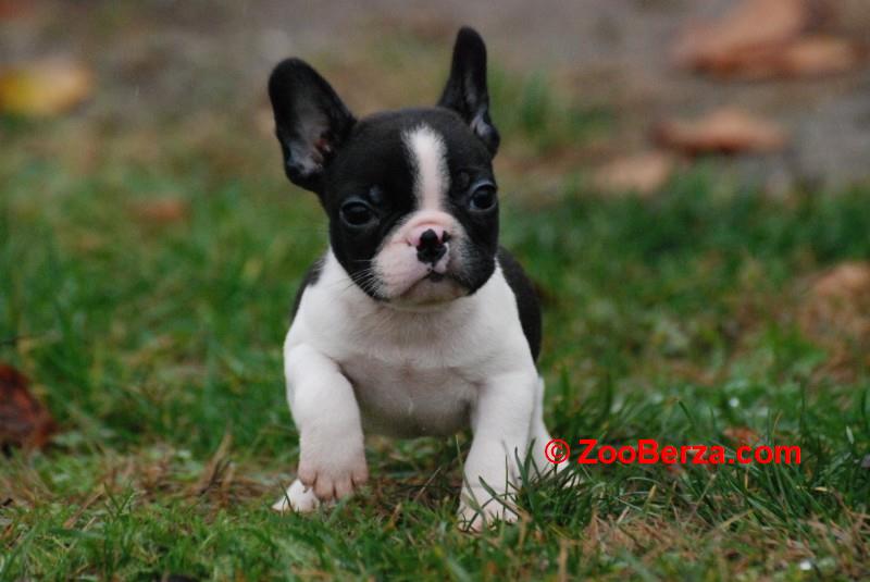 Francuski buldog stenci 