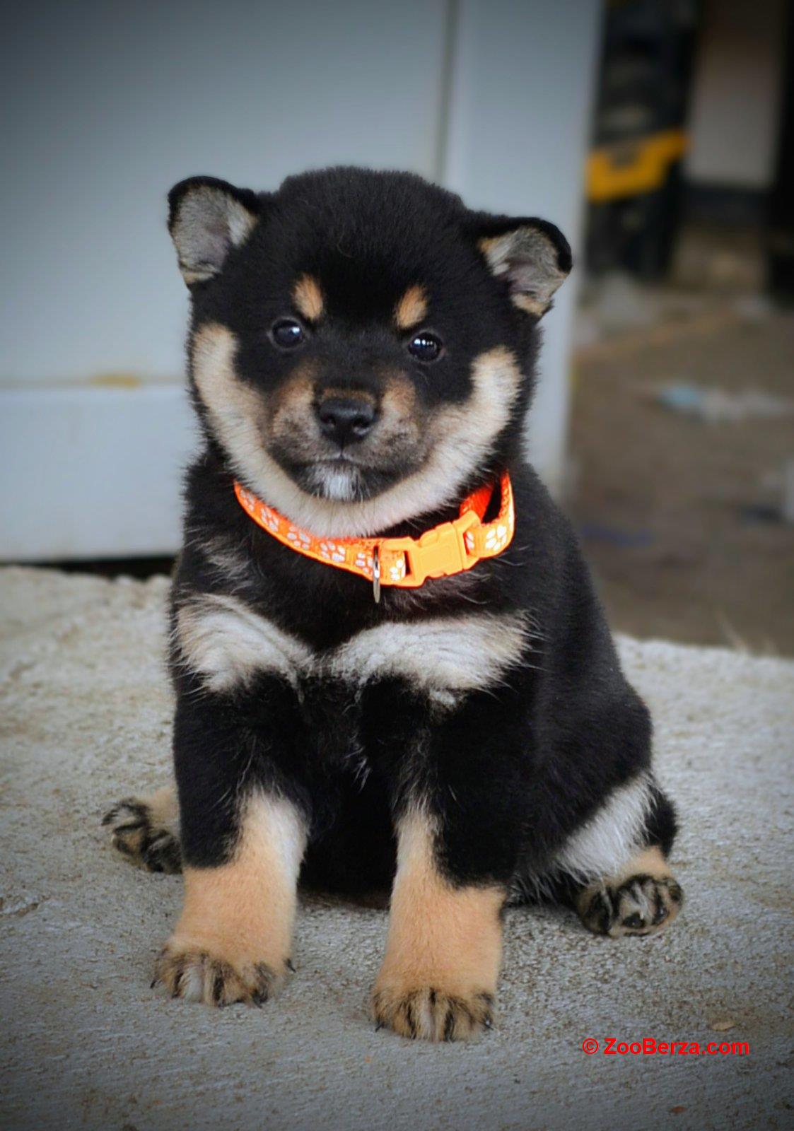 Shiba Inu prelepi štenci
