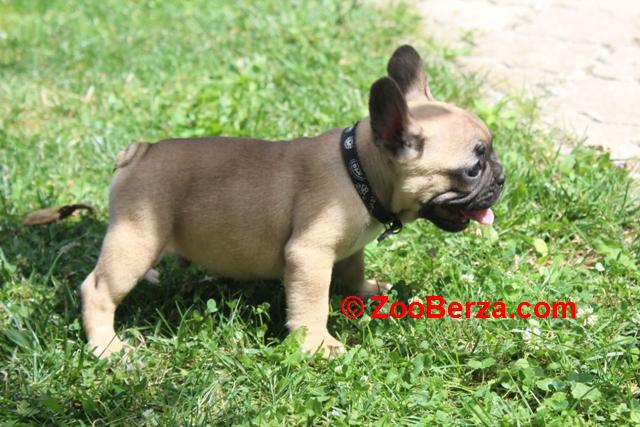Francuski Buldog štenci