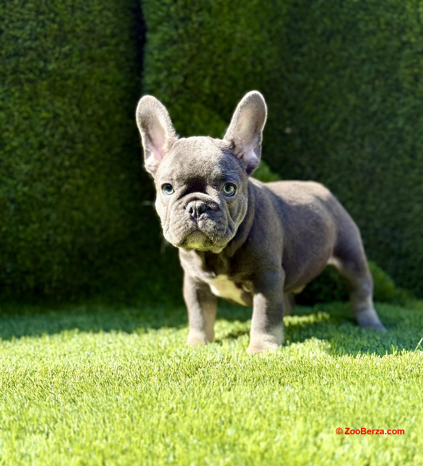 Francuski Buldog prelepi štenci