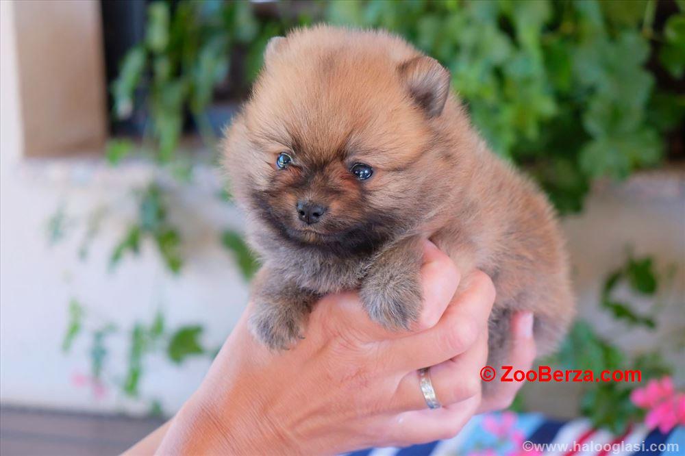 Pomeranski špic, štene -dostava 