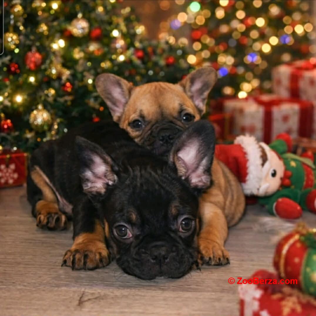 Francuski Buldog prelepi štenci