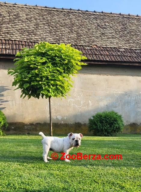 Engleski buldog, muško štene