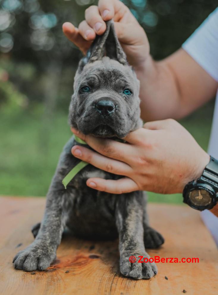 Cane Corso štenci