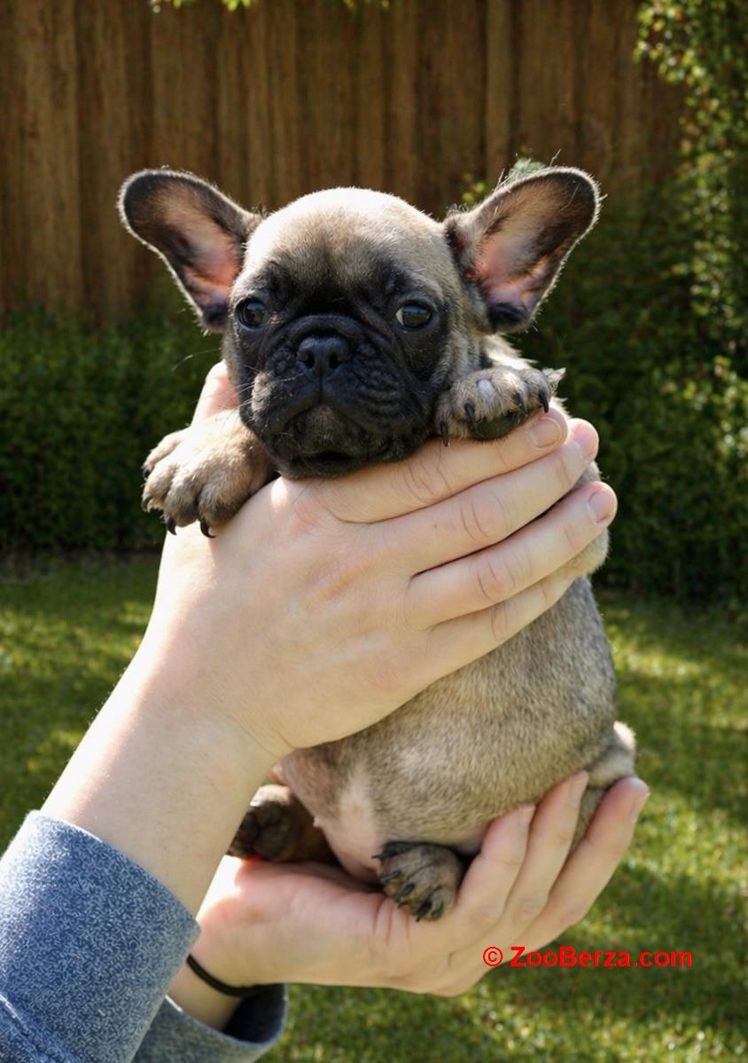 Francuski Buldog prelepi stenci