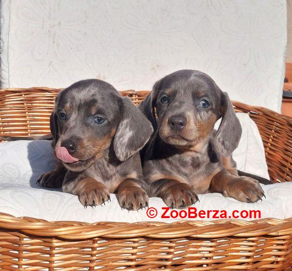 Jazavičari dugodlaki i kratkodlaki 