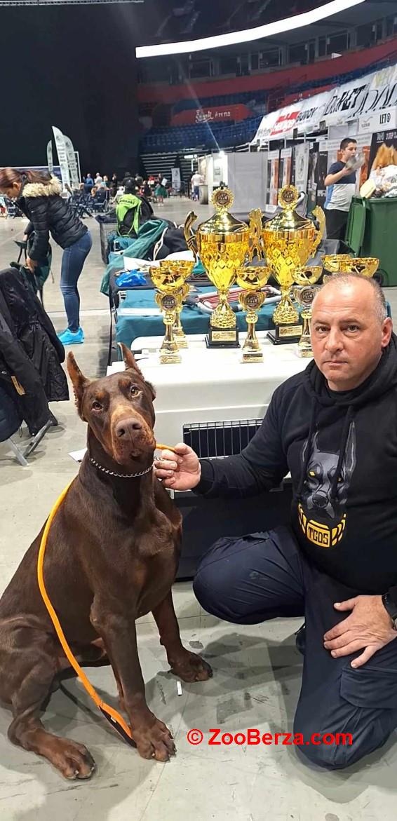 Doberman prelepi štenci