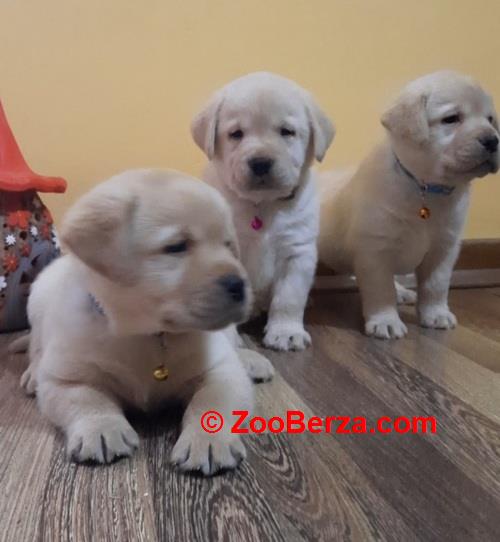 Prelepi, čistokrvni štenci labradora 