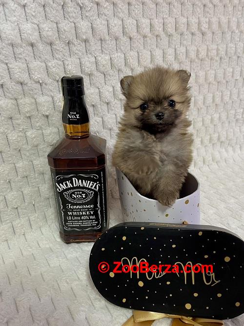 Pomeranac, prelepi štenci