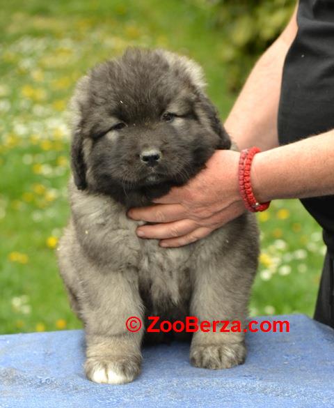 Kavkaski ovčar štenci