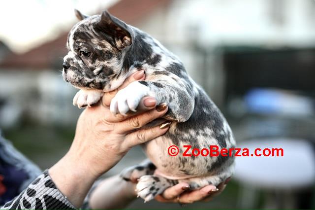 Francuski buldog