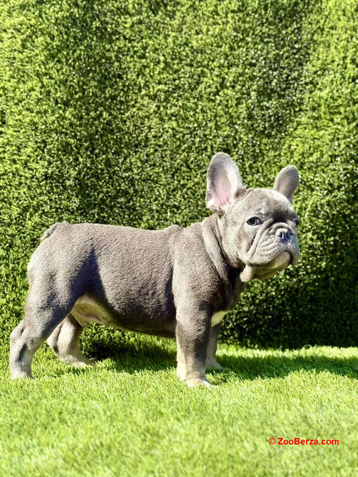 Francuski Buldog prelepi štenci