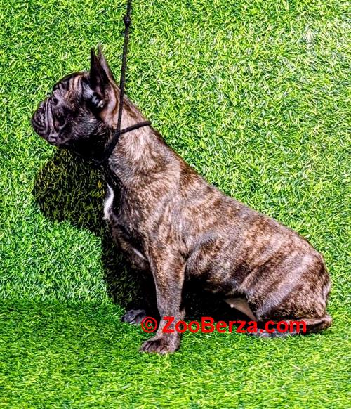 FRANCUSKI BULDOG - žensko štene