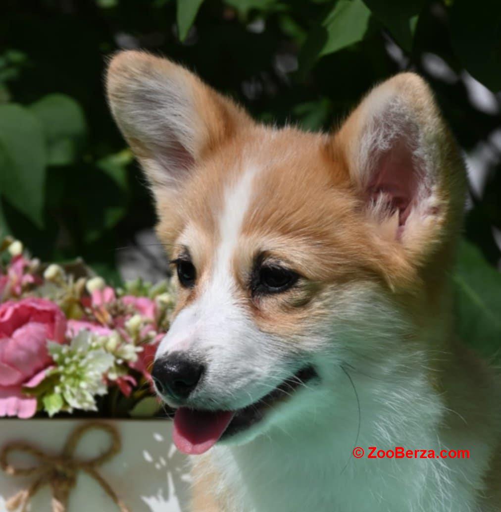 Velski korgi/Welsh Corgi Pembroke