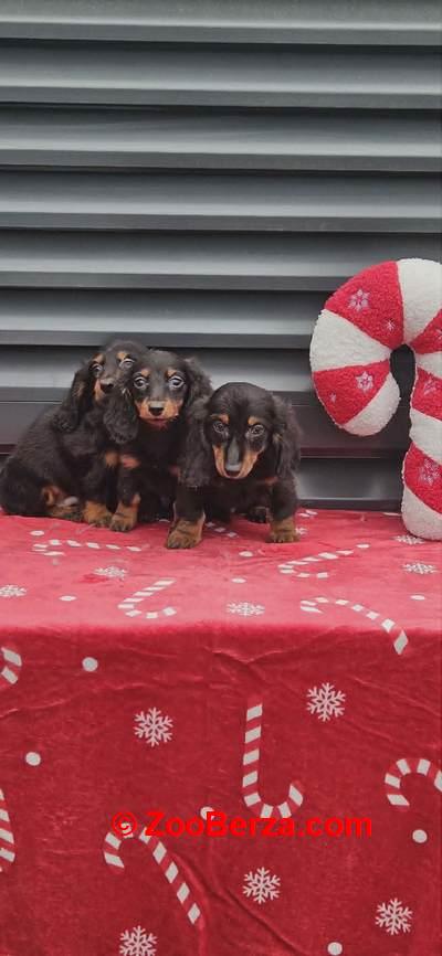 Dugodlaki jazavičar 