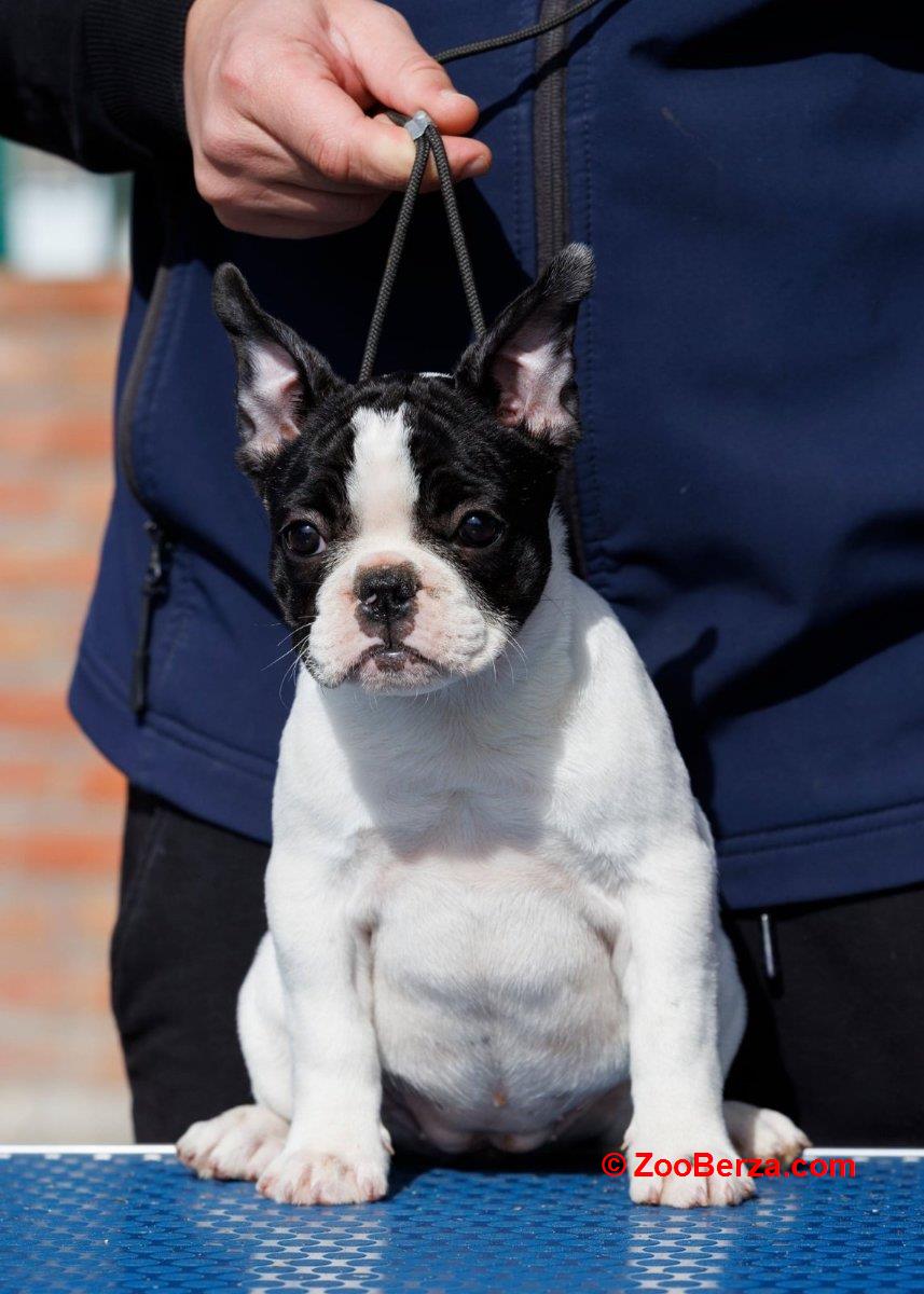 French bulldog/Francuski buldog štenci