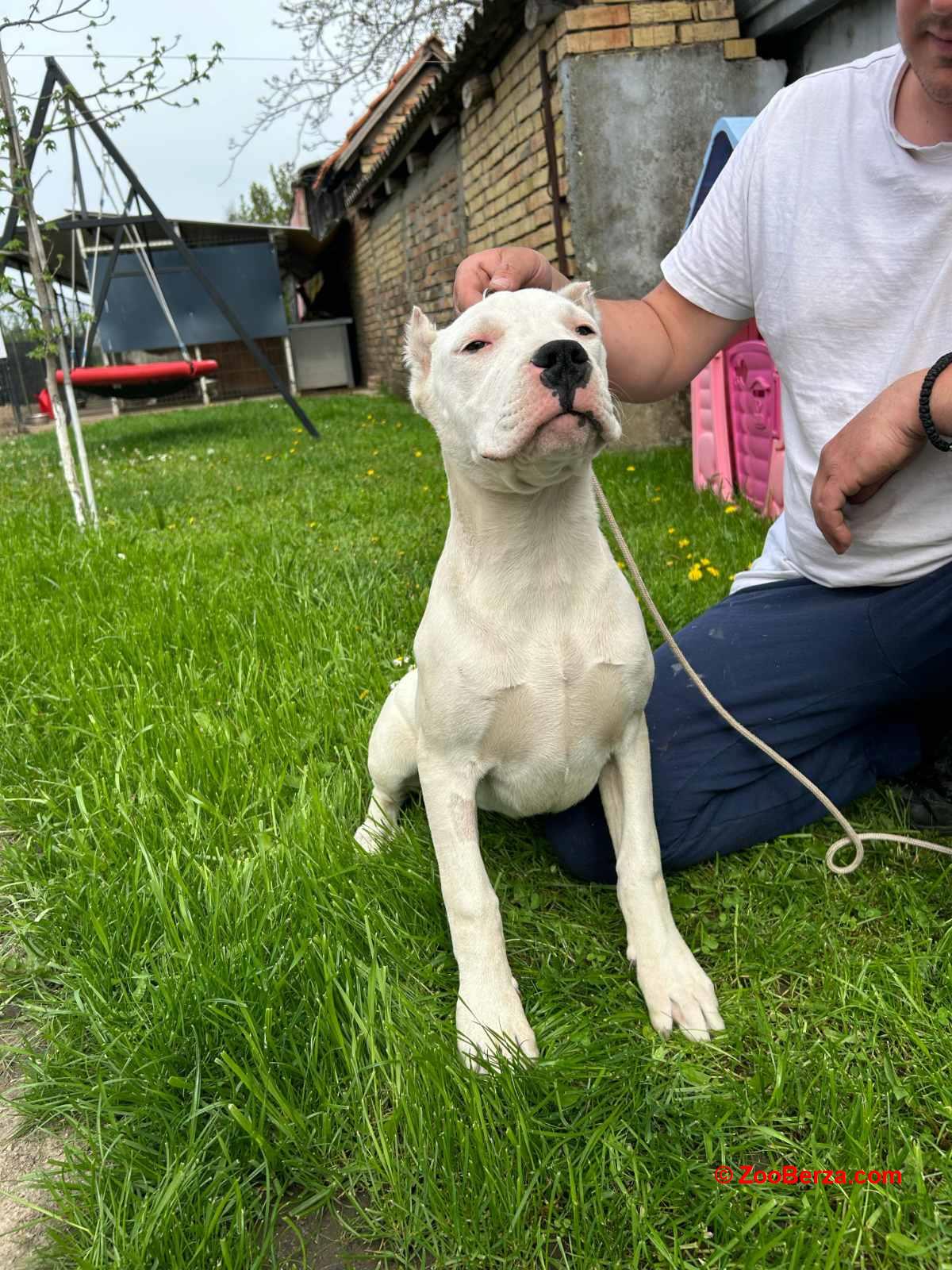 Zenkica Dogo Argentino