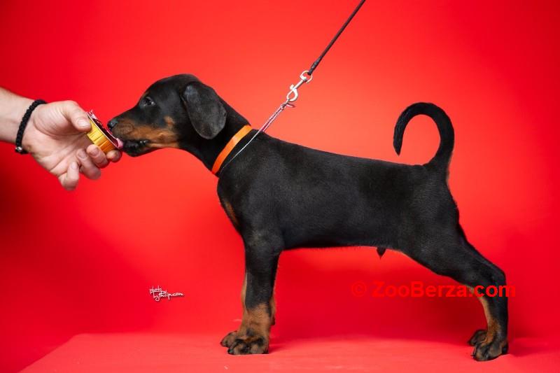 Doberman, stenad na prodaju