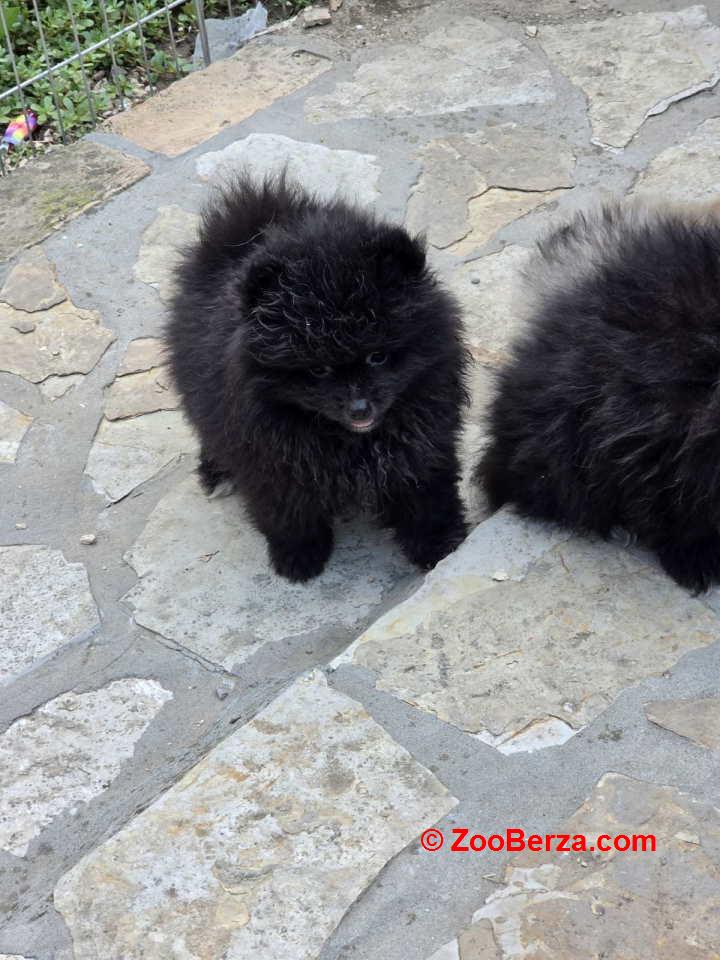 Medvedići pomeranci čekaju na vas  