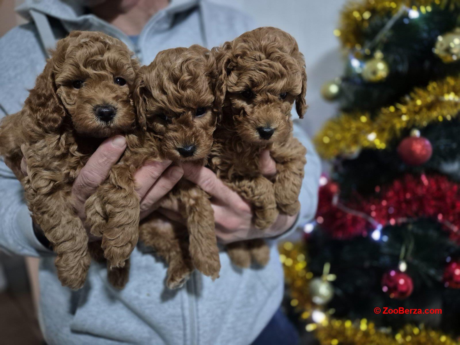 Crvene pudle na prodaju