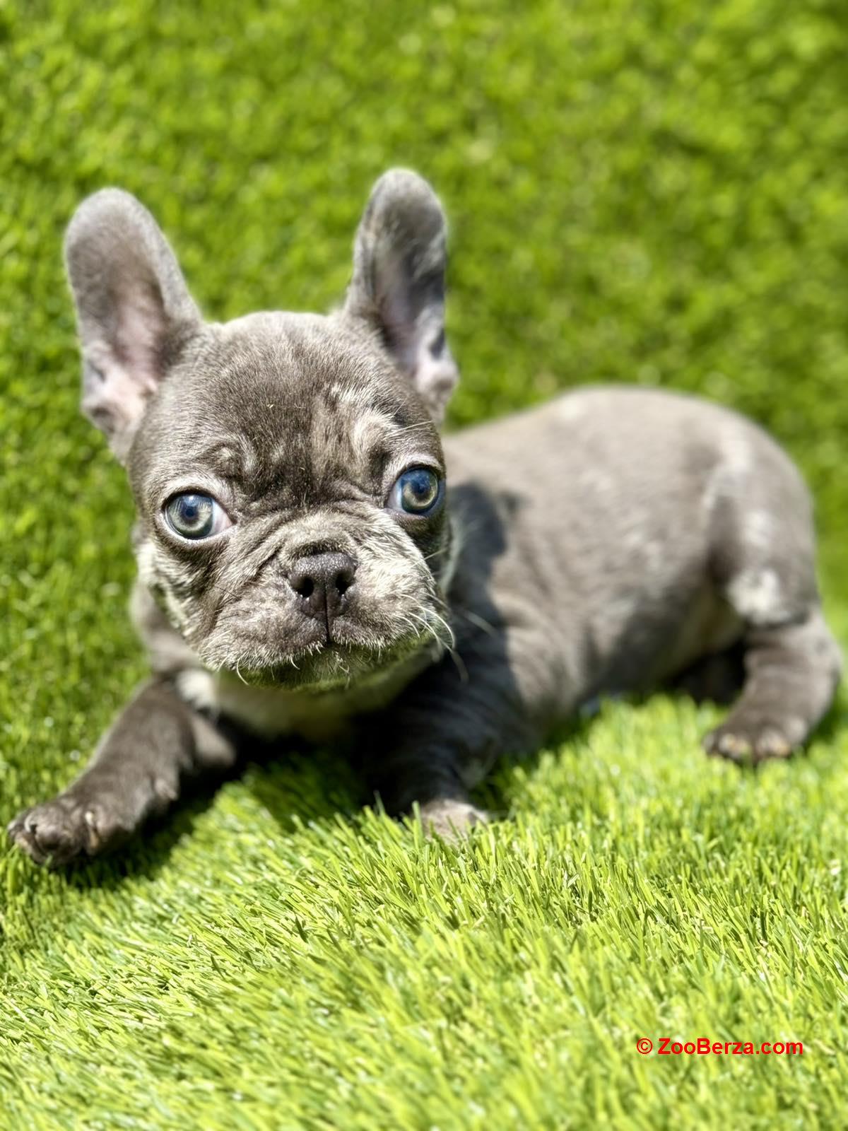 Francuski Buldog prelepi štenci