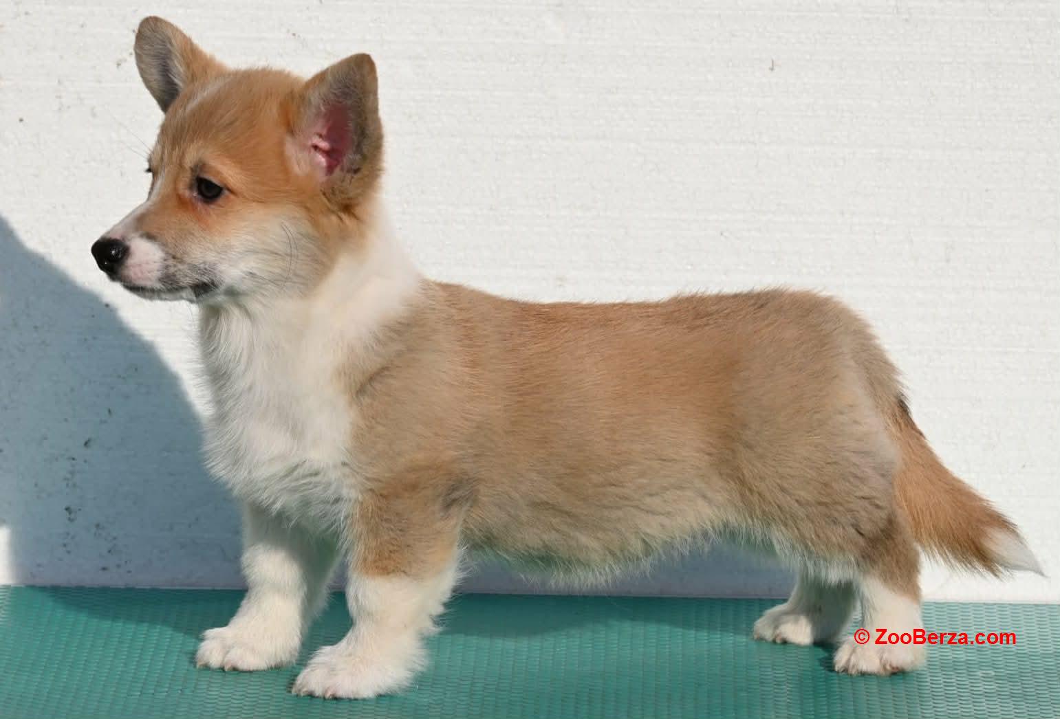 Velski korgi/Welsh Corgi Pembroke štenci