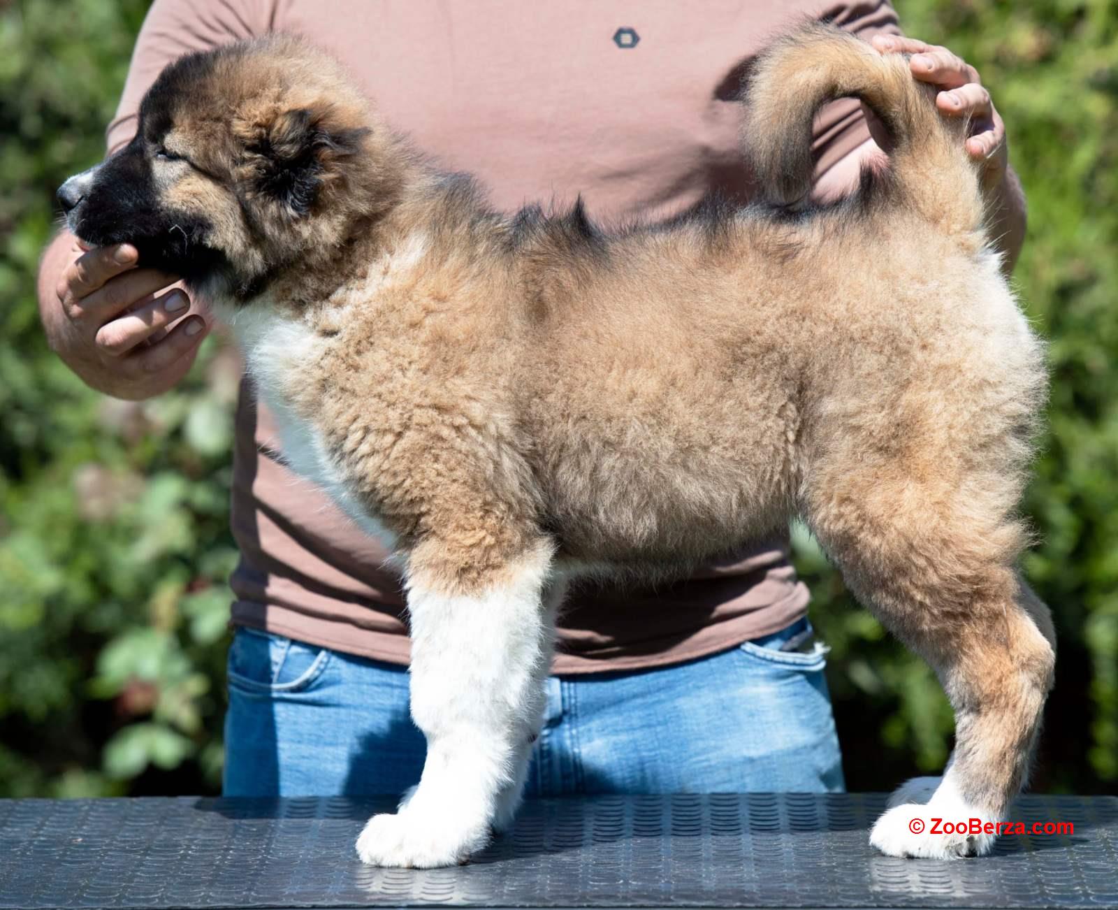 Kavkaski ovčar prelepi štenci