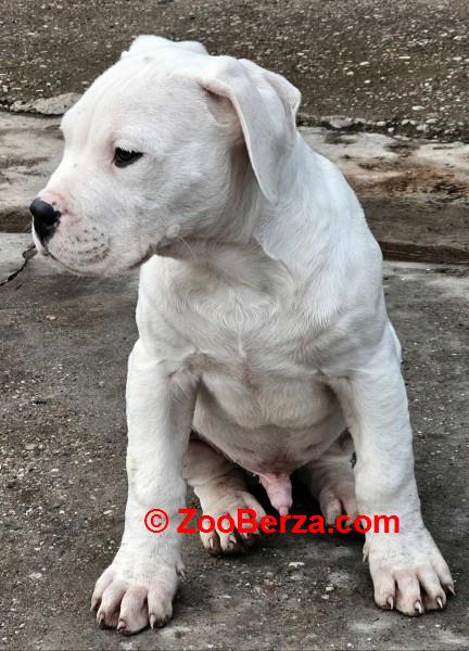 Dogo Argentino štenci