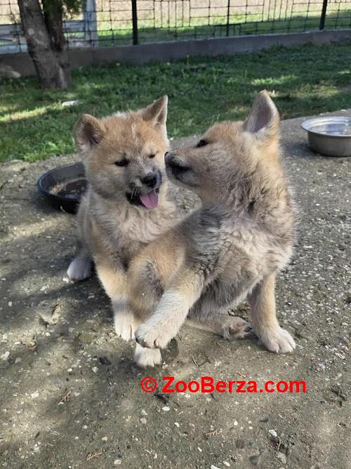 Japanska Akita, štenci