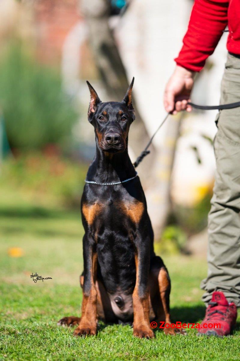 Doberman, muško štene