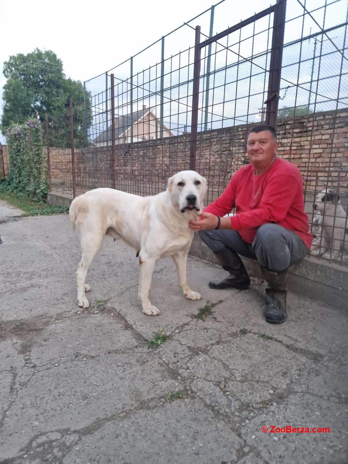 Srednjeazijski ovčar VRHUNSKI štenci