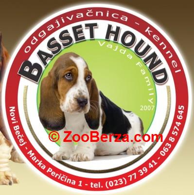 Baset Hound štenci!