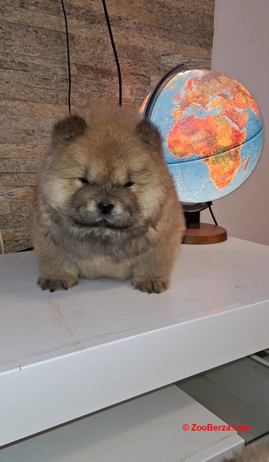 chow chow