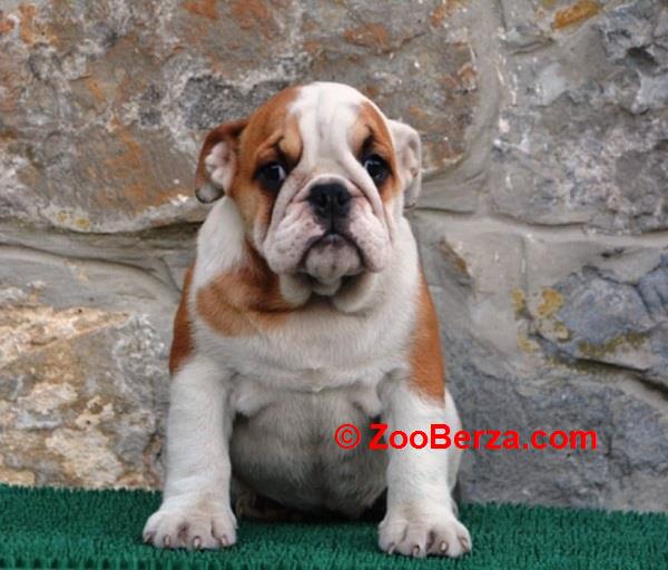 Engleski Buldog 