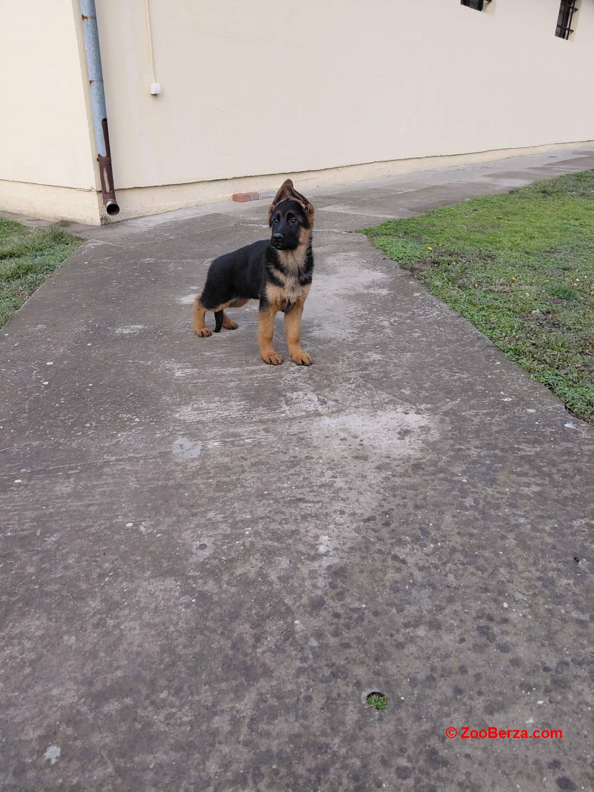 Nemacki ovcar prelepi stenci